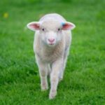 دانلود آهنگ حسنی ما یه بره داشت برشو خیلی دوست میداشت